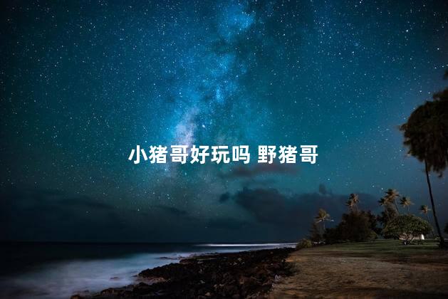 小猪哥好玩吗 野猪哥